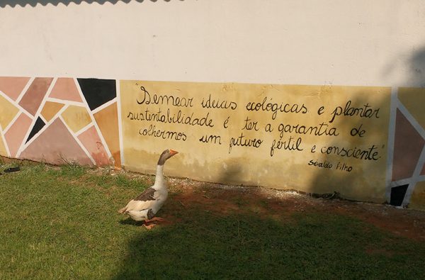 semetinha-sp4